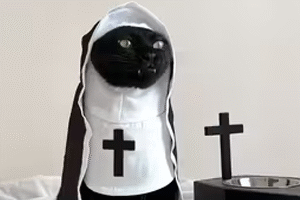 disfraces halloween para gatos